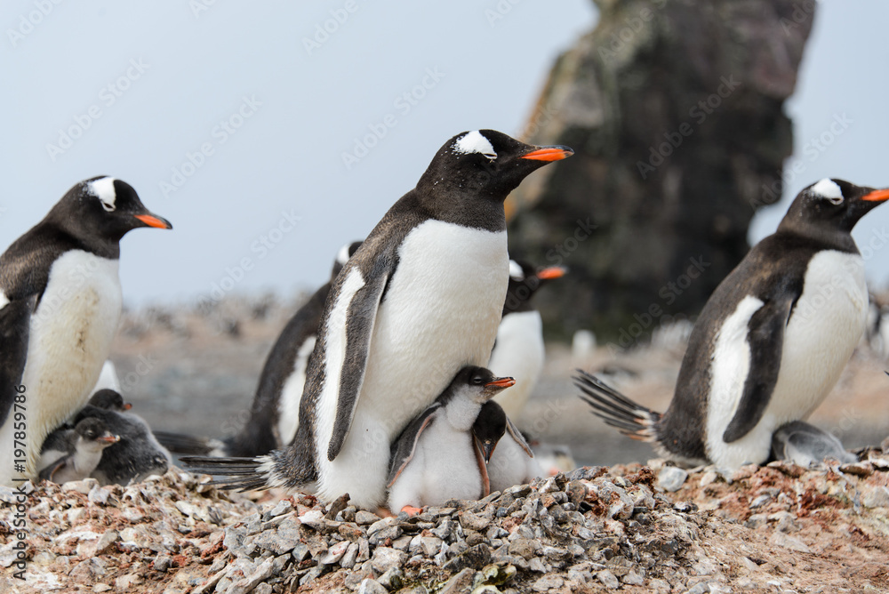 Fototapeta premium Gentoo penguin with chicks in nest
