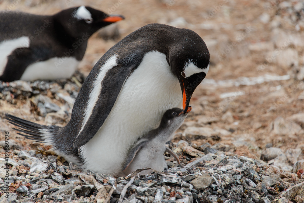 Naklejka premium Gentoo penguin with chick in nest