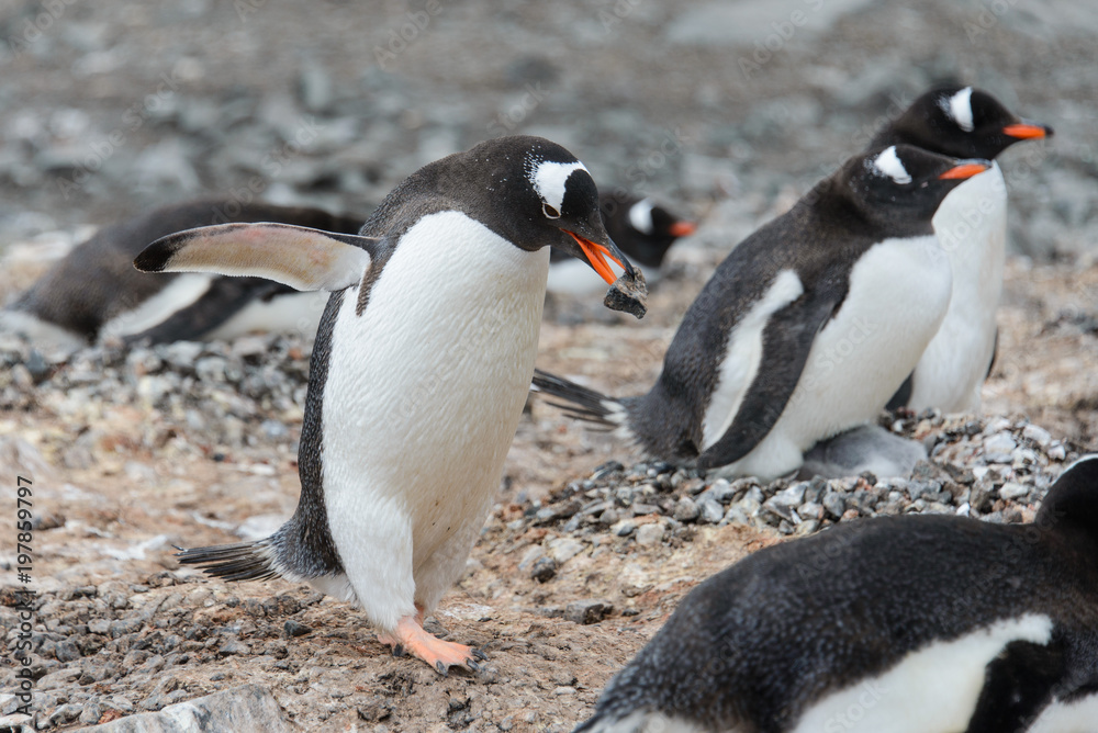 Fototapeta premium Gentoo penguin with stone in beak