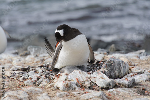 Gentoo penguin with chicks in nest