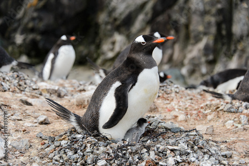 Gentoo penguin with chicks in nest