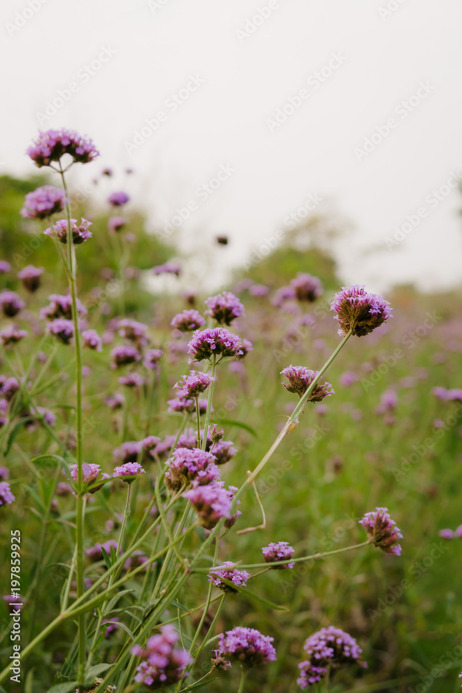 The beauty of tropical purple flowers The beauty of tropical purple flowers