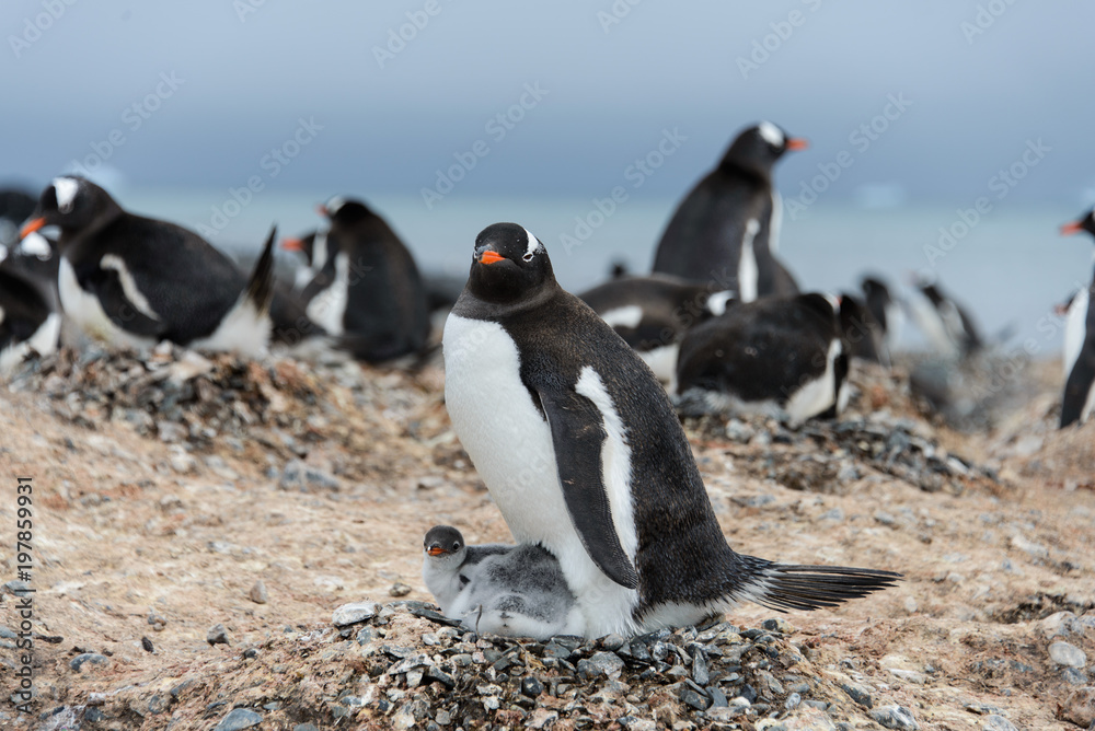 Naklejka premium Gentoo penguin with chicks in nest