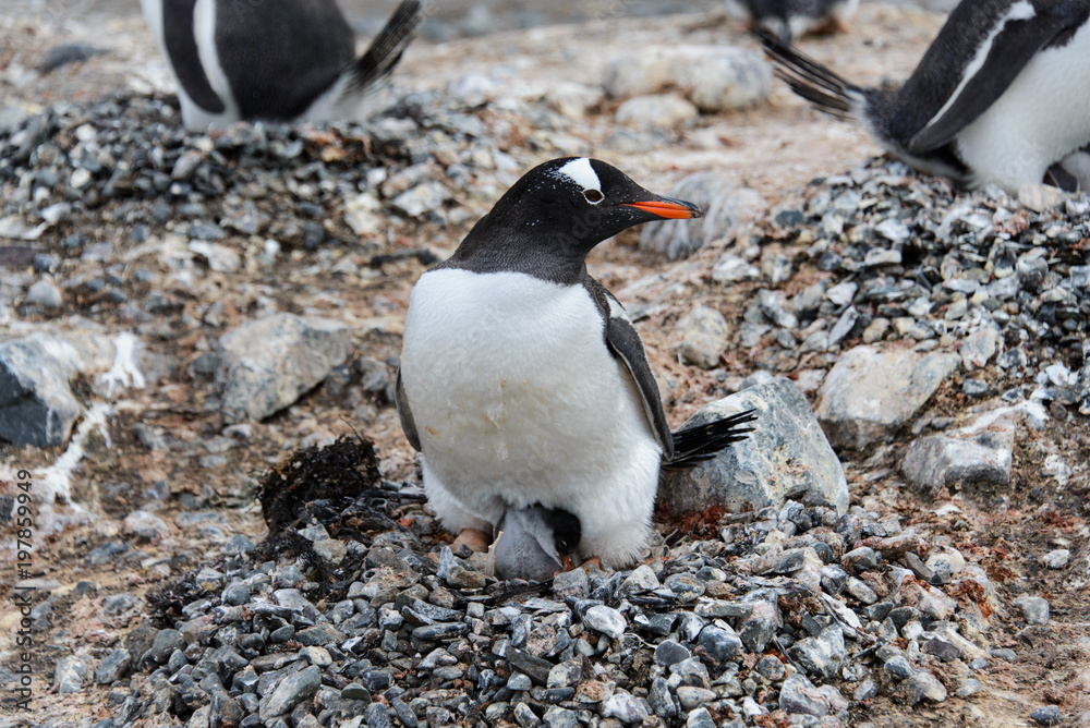 Fototapeta premium Gentoo penguin with chicks in nest