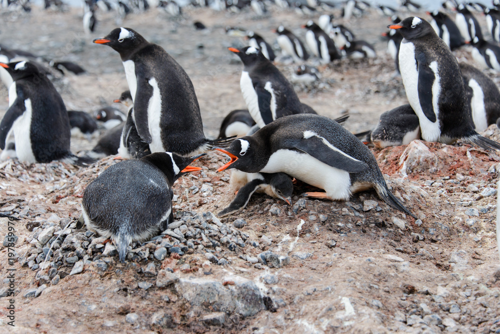 Naklejka premium Gentoo penguin in nest aggressive open beak