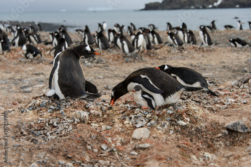 Gentoo penguin put stone in nest