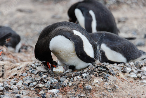 Fototapeta Naklejka Na Ścianę i Meble -  Gentoo penguin with newborn chick in nest