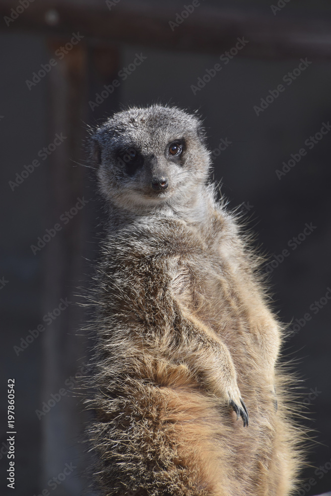 Fototapeta premium a standing meerkat / ミーアキャットの立ち姿