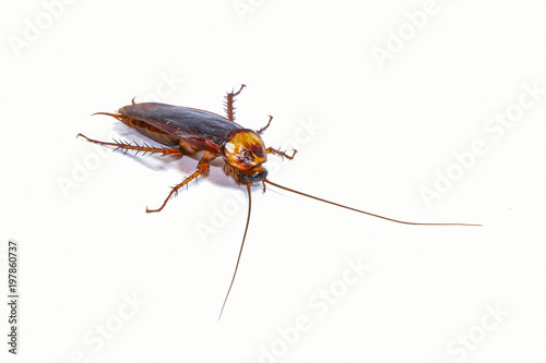 Cockroach isolate on white background 
