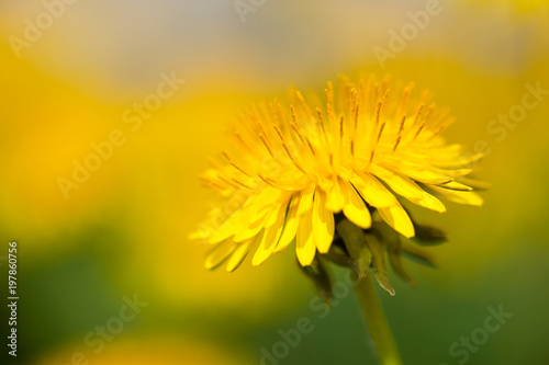 Fototapeta Naklejka Na Ścianę i Meble -  Yellow dandelion flower (Taraxacum officinale) with blurred background on spring sunny day. Blooming dandelion. 