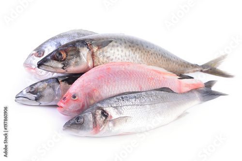 Sea fish on a white background