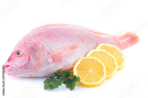 Red fish tilapia