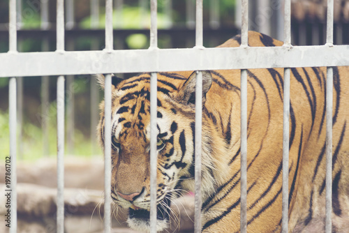 Tiger in a cage