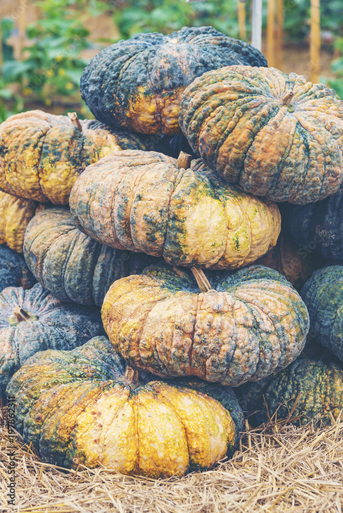 Diverse assortment of pumpkins on a wooden background. Autumn harvest. Diverse assortment of pumpkins on a wooden background. Autumn harvest.