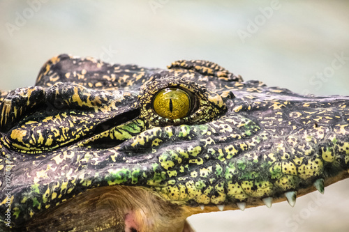 The terrifying eye of crocodile a large aquatic predatory reptiles like aligator