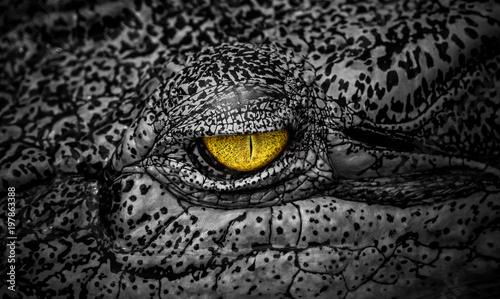 The terrifying eye of crocodile a large aquatic predatory reptiles like aligator photo