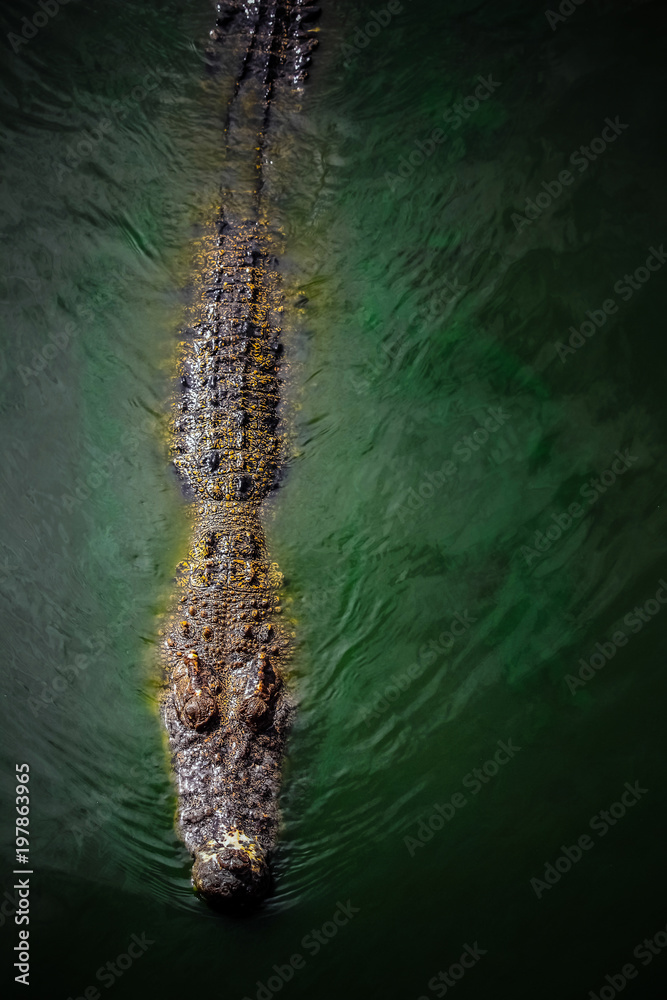 large scary crocodile (alligator like reptile) hiding on dark water
