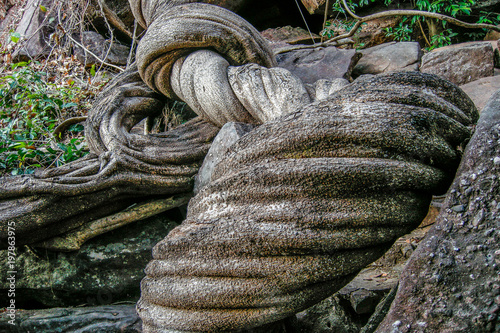 large vine tree on forest  photo