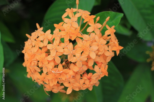 Jungle geranium flower yello collor close up