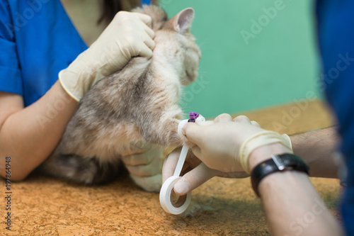 Fototapeta Naklejka Na Ścianę i Meble -  Veterinary placing a catheter via a cat in the clinic