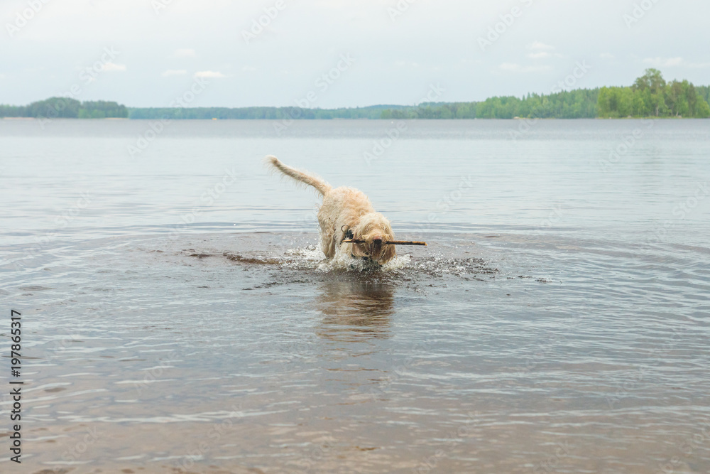 Fototapeta premium Young wet white wire-haired spinone italiano breed dog retrieves a stick from the Ruostejärvi lake in Liesjarvi National park on a summer day in Southern Finland, Europe