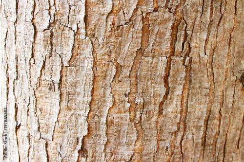  tree bark texture background isolate