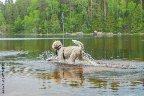 Young active white wire-haired spinone italiano breed dog runs in the water having fun splashing around the Ruostejärvi lake in Liesjarvi National park on a summer day in Southern Finland, Europe