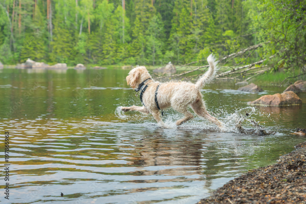 Young active white wire-haired spinone italiano breed dog runs in the water having fun splashing around the Ruostejärvi lake in Liesjarvi National park on a summer day in Southern Finland, Europe Young active white wire-haired spinone italiano breed dog runs in the water having fun splashing around the Ruostejärvi lake in Liesjarvi National park on a summer day in Southern Finland, Europe