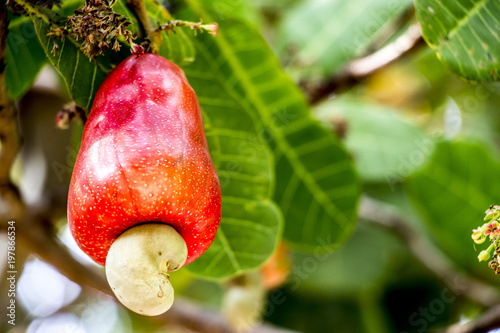 Cashew on cashew nuts tree red color with green leaf  close up