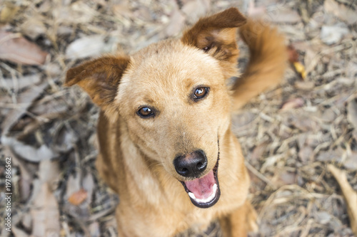 portrait of a dog smile close up