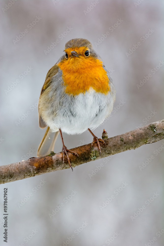 European robin tweeting on a tree branch in garden. European robin tweeting on a tree branch in garden.
