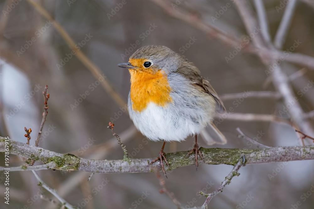 Fototapeta premium European robin tweeting on a tree branch in garden.