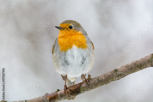 European robin tweeting on a tree branch in garden. © popovj2