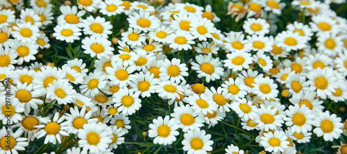 White wild daisies