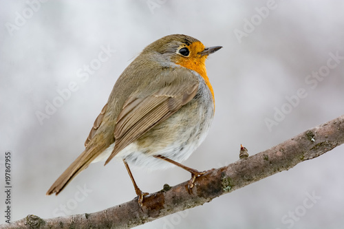 European robin tweeting on a tree branch in garden.