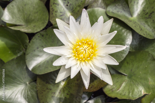 Beautiful Lotus flower with green leave in pond water 