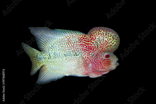 Flowerhorn fish in tank aquarium 