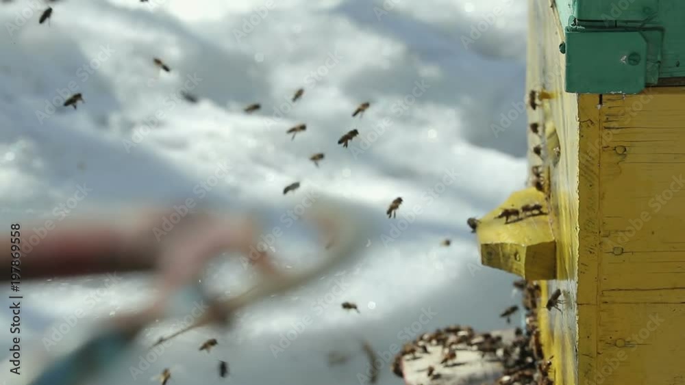 Many bees fly out of the hive in the spring, the snow is around. Close up. The concept of the awakening of nature Many bees fly out of the hive in the spring, the snow is around. Close up. The concept of the awakening of nature