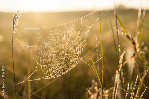 Golden cobweb with glittering morning dew.