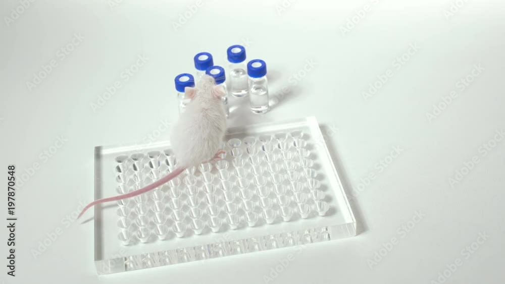 white laboratory mouse on a white background white laboratory mouse on a white background