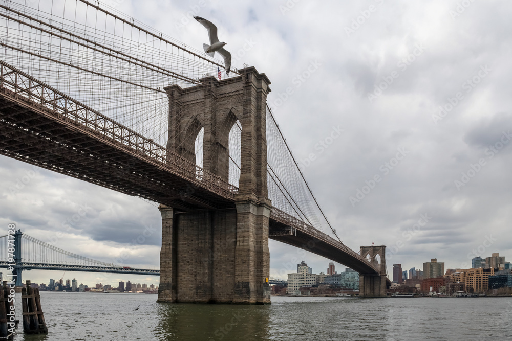 Obraz premium Brooklyn Bridge and Seagull
