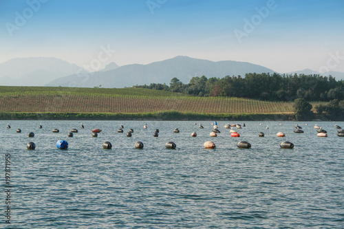 Oyster farm buoys In Corsica, France photo