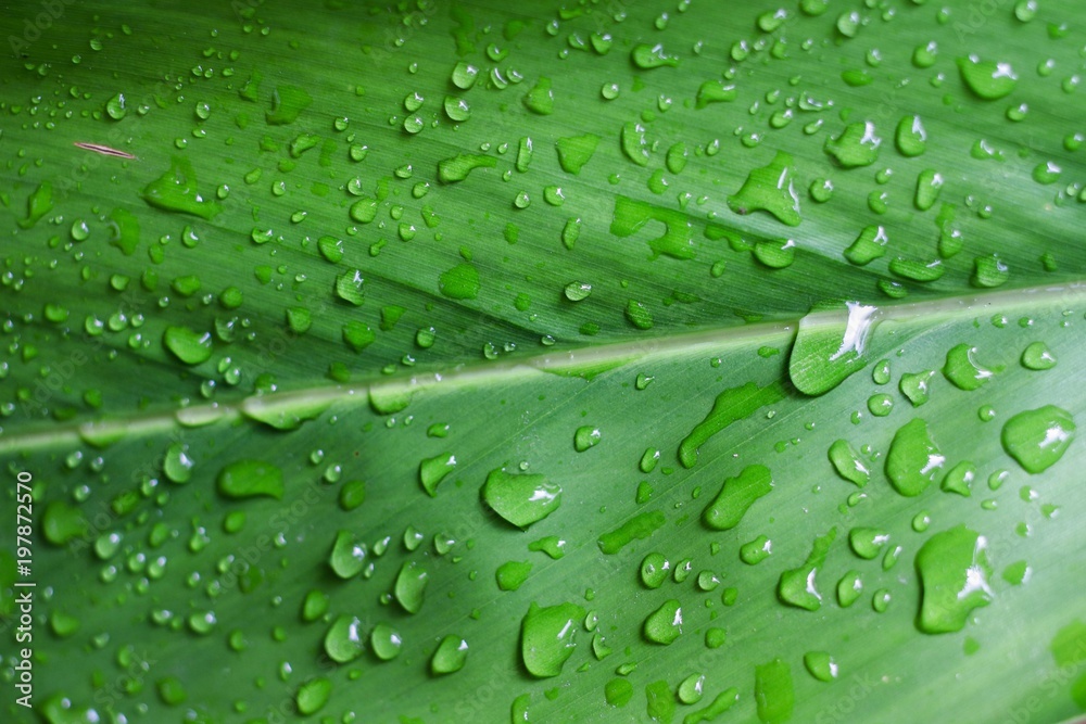 Rain water on green leaf 