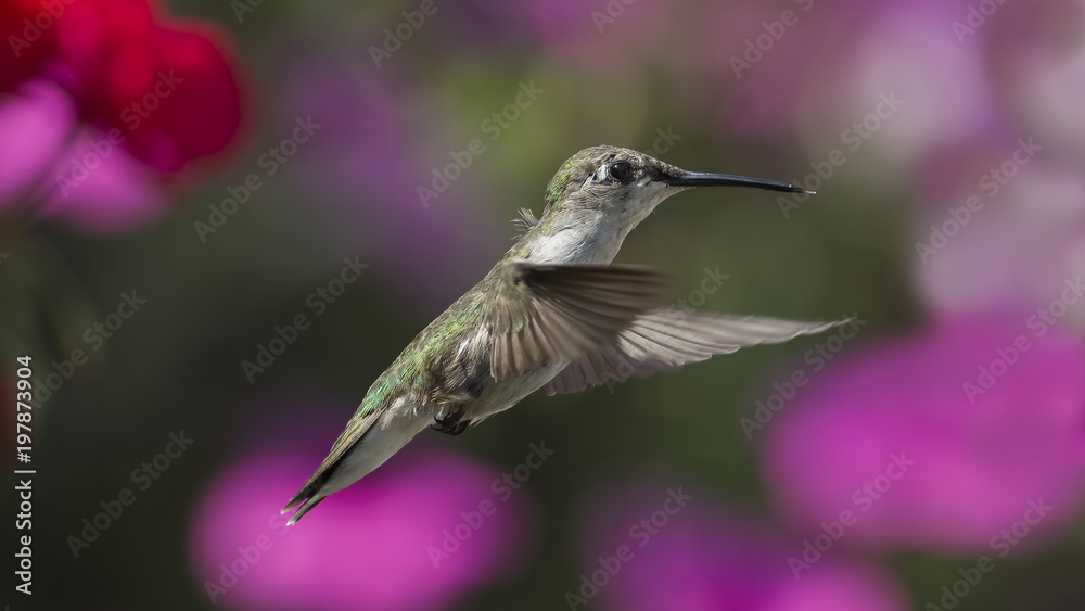 Fototapeta premium Enjoying Life