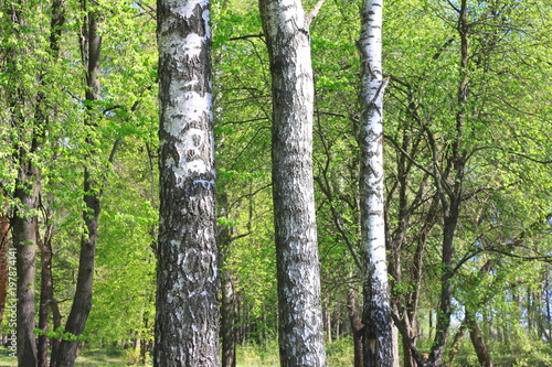 Fototapeta Naklejka Na Ścianę i Meble -  Beautiful young birch trees with green leaves in summer in sunny weather