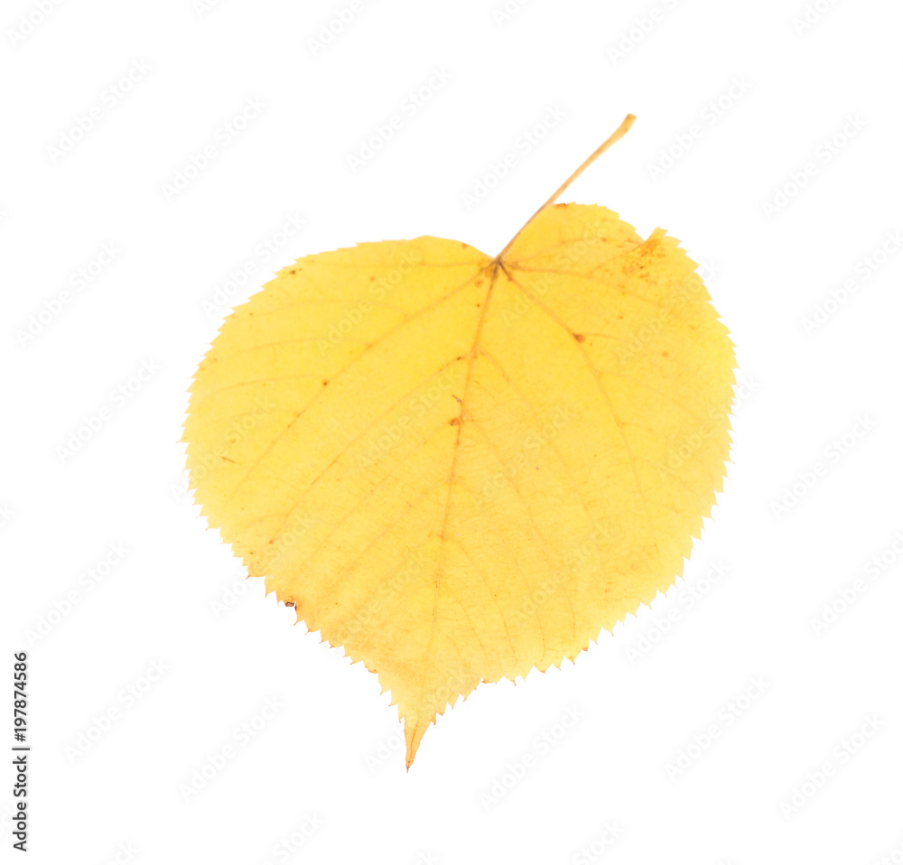 Leaf of lime tree close-up. Leaf of lime tree close-up.