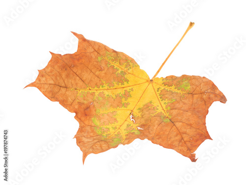 Leaf of maple close-up.