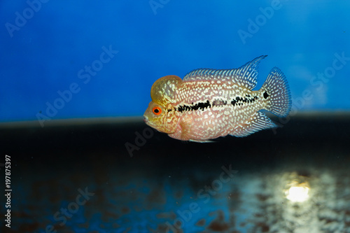 Baby flowerhorn fish animal life in aquarium water 