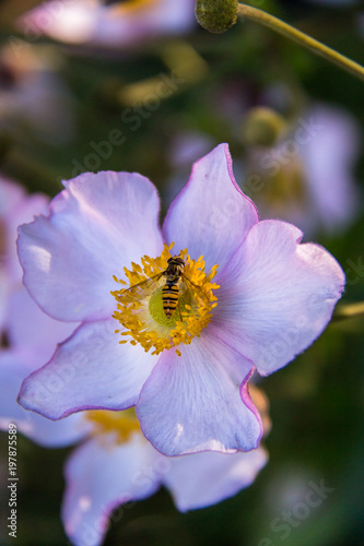 bee of The Flower
