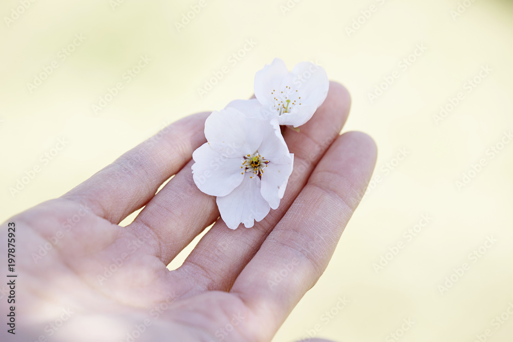 cherry blossoms cherry blossoms